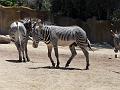 Zoo P1010940